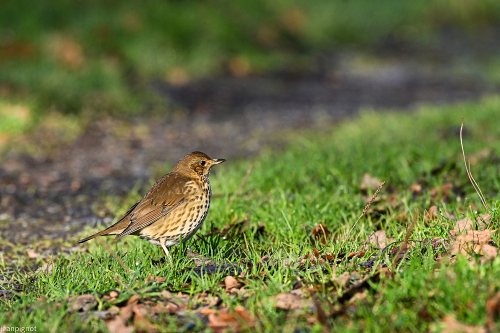 DSC_4229_2342.JPG