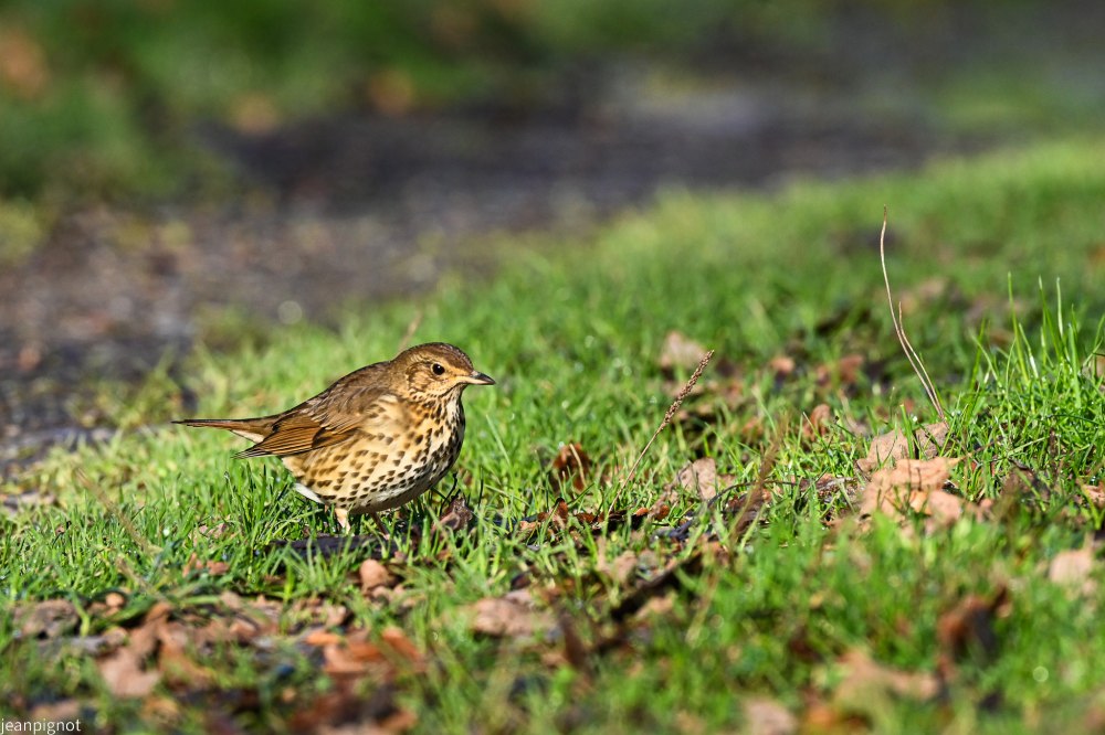 DSC_4239_2348.JPG