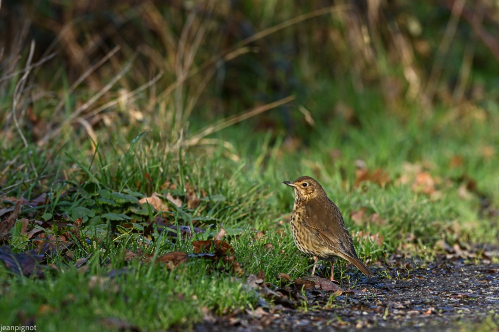 DSC_4286_2350.JPG