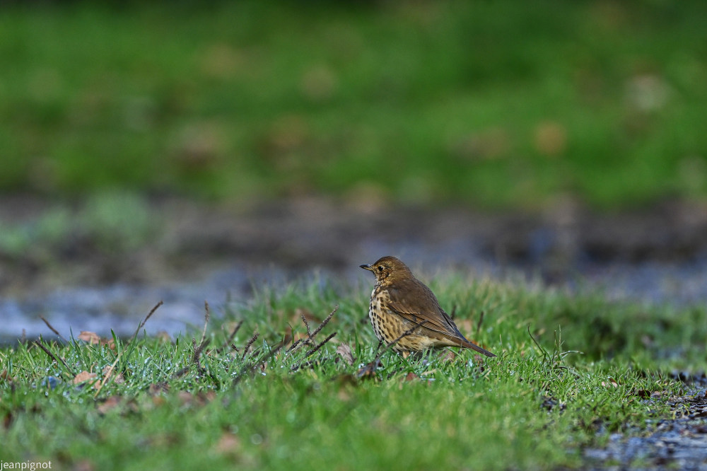 DSC_4300-2_2346.JPG