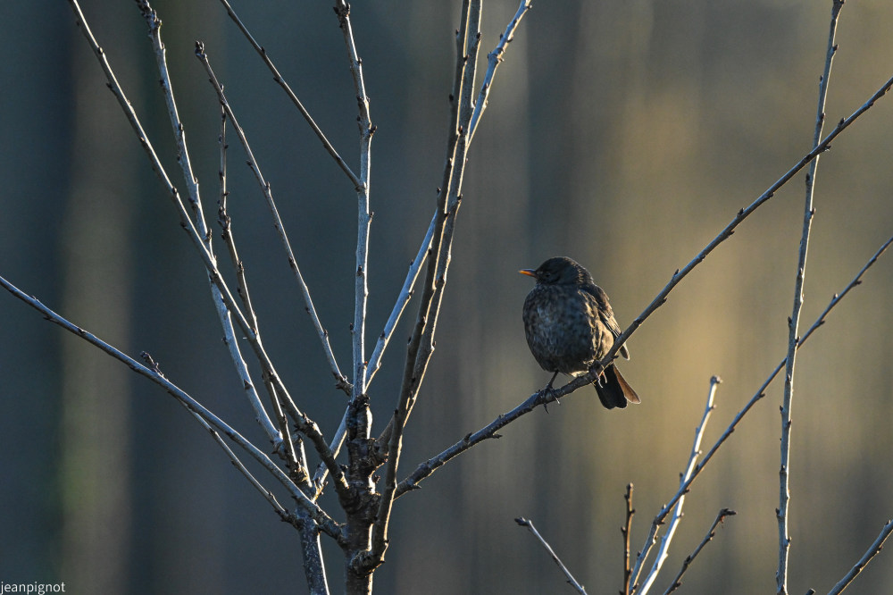 DSC_4370_2347.JPG