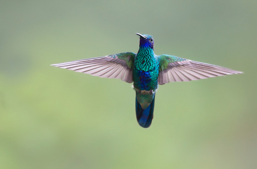 _MGL0219Colibri Anaïs.jpg