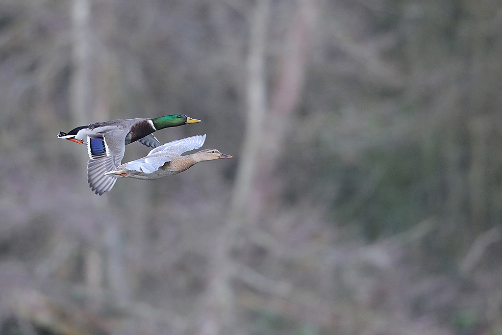 canard colvert J Rivière.jpg