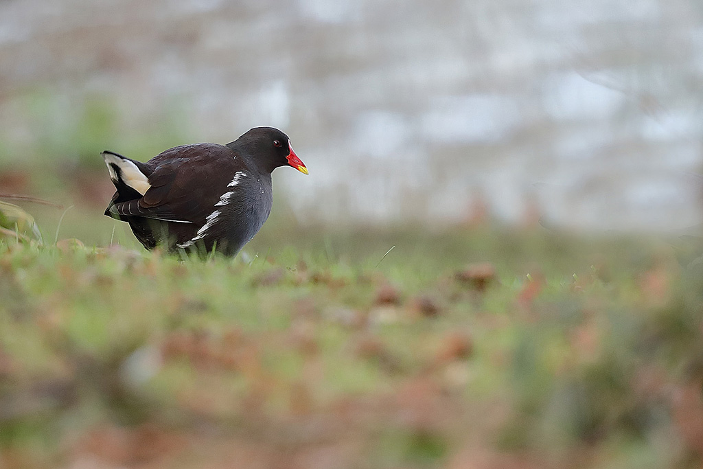 gallinule poule d'eau J Rivière'.jpg
