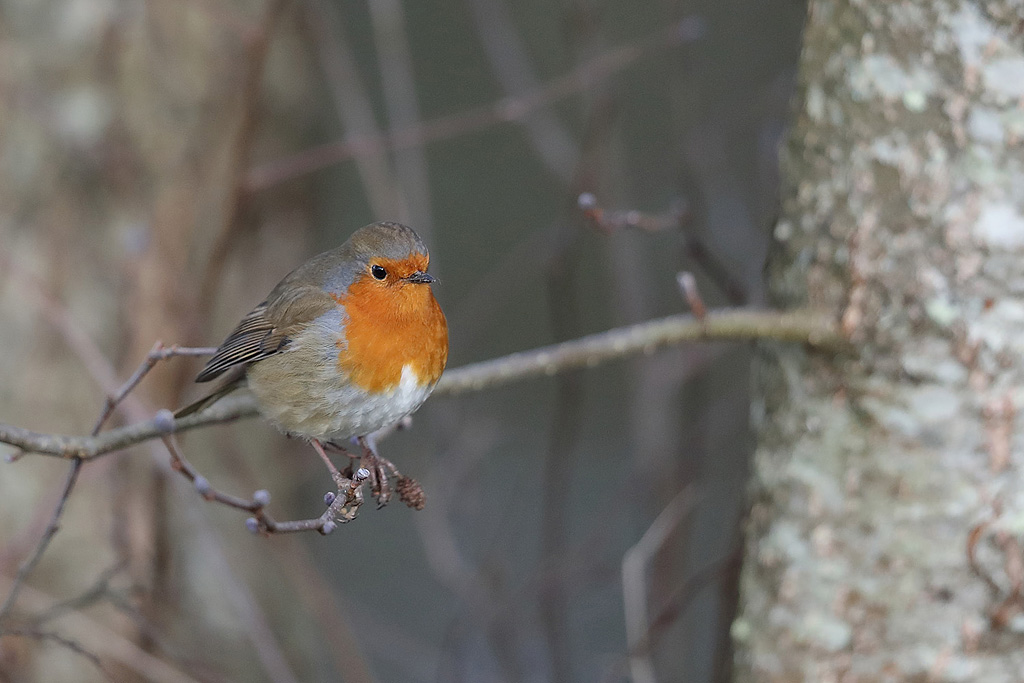rouge gorge familier J Rivière.jpg