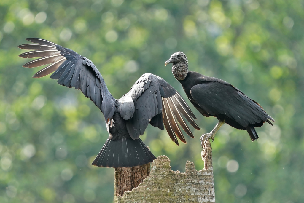 184-Urubu noir - Tayrona NP.JPG