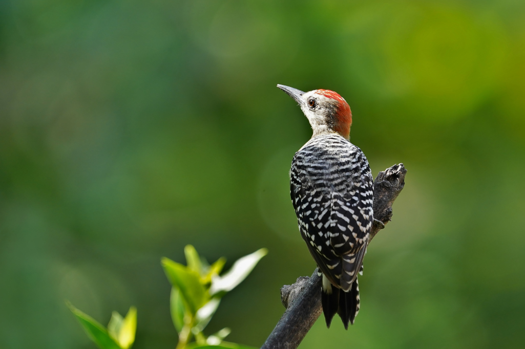 186-Pic à couronne rouge - Tayrona.JPG