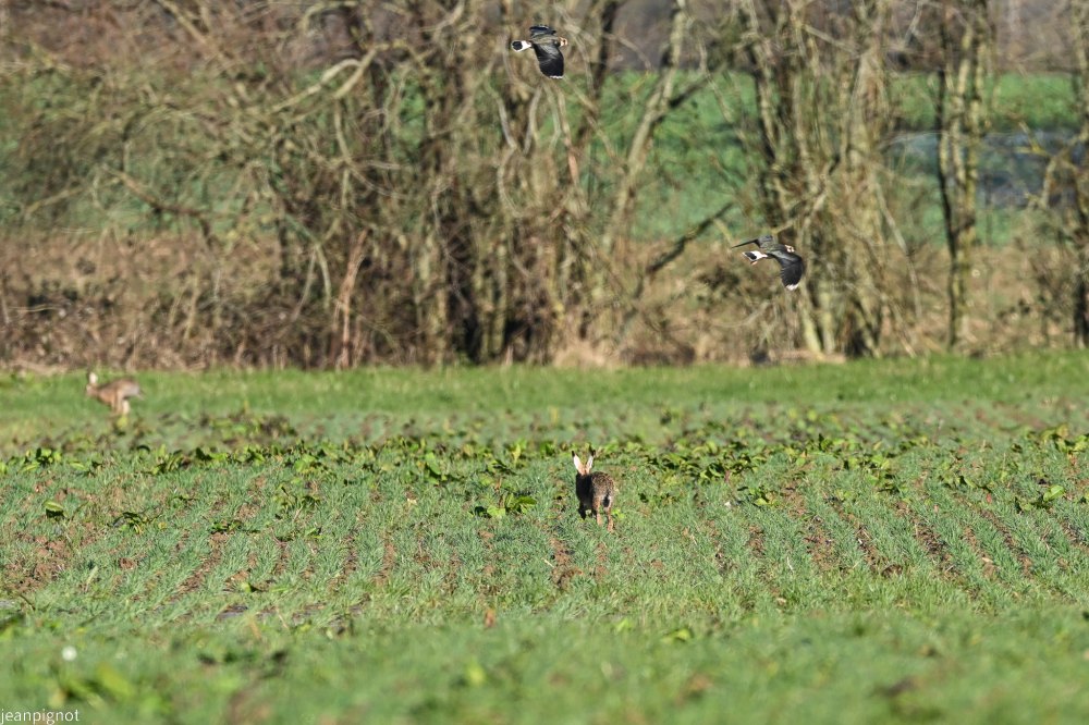 DSC_4611_2378.JPG