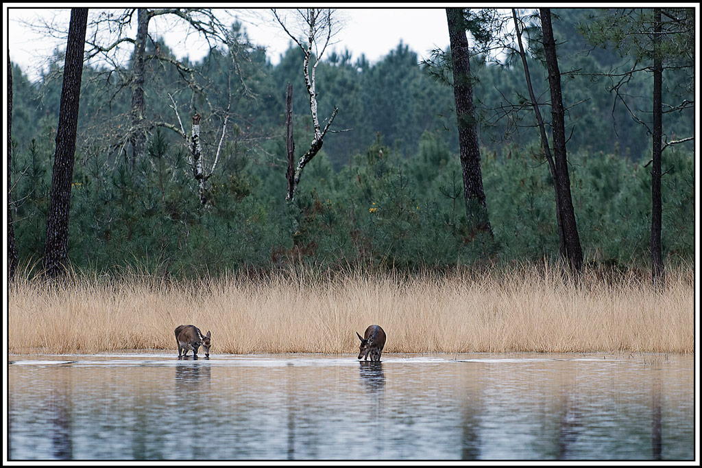 cerf(7201).jpg
