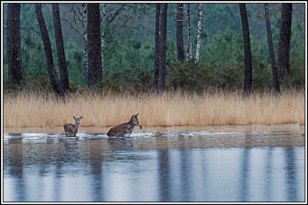 cerf(7213).jpg