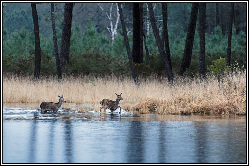 cerf(7222).jpg
