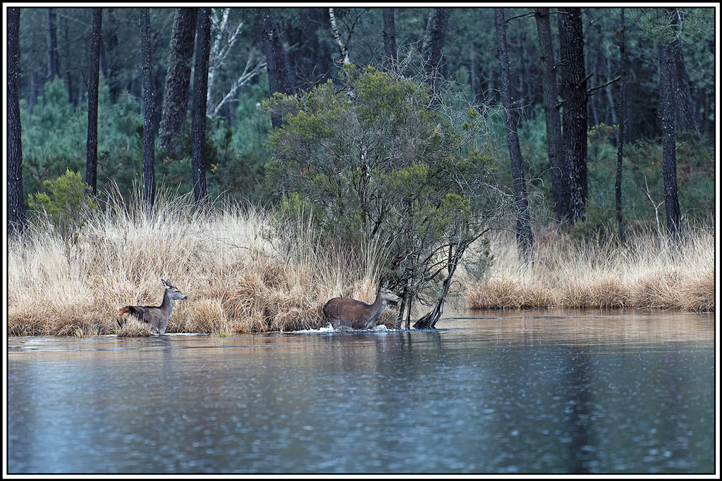 cerf(7228).jpg