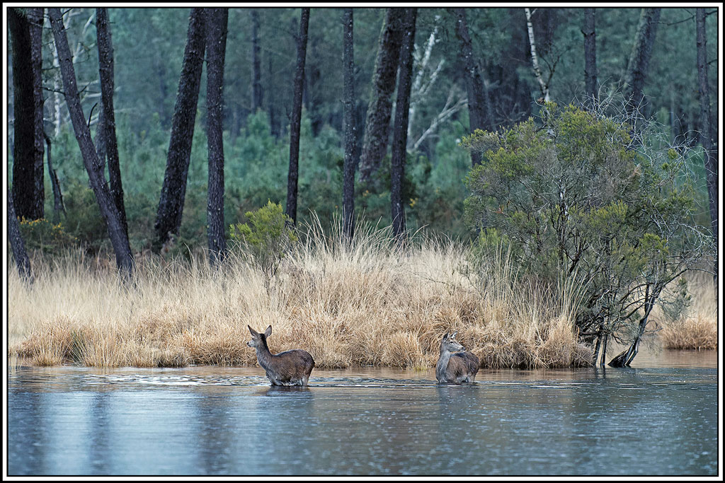 cerf(7237).jpg