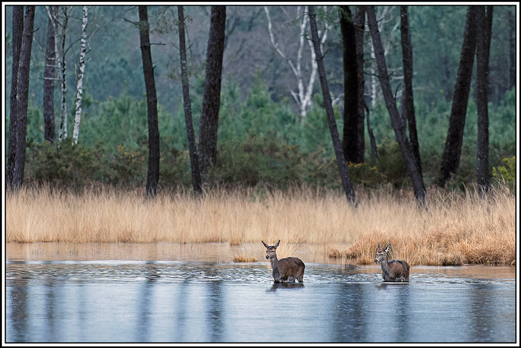 cerf(7242).jpg