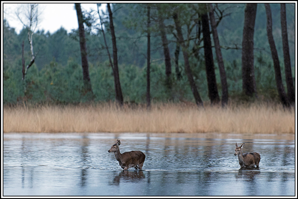 cerf(7257).jpg