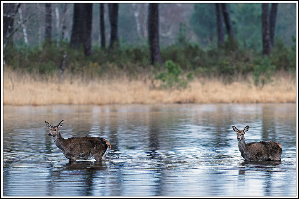 cerf(7281).jpg