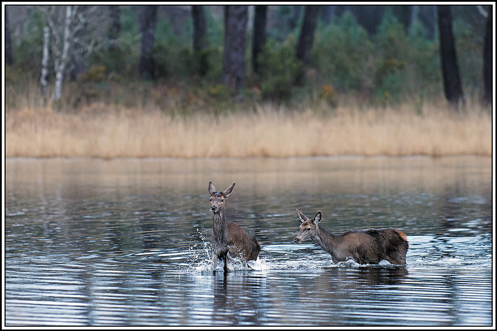 cerf(7309).jpg