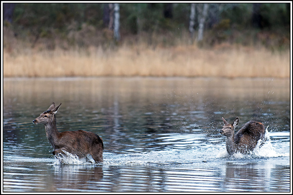 cerf(7324).jpg