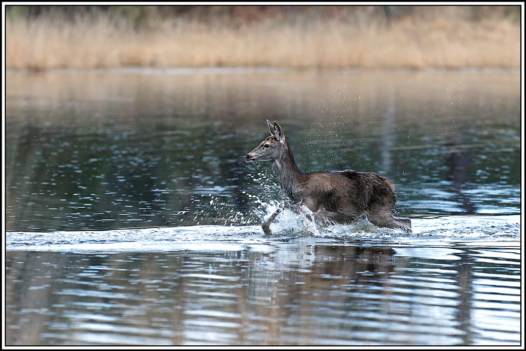 cerf(7328).jpg