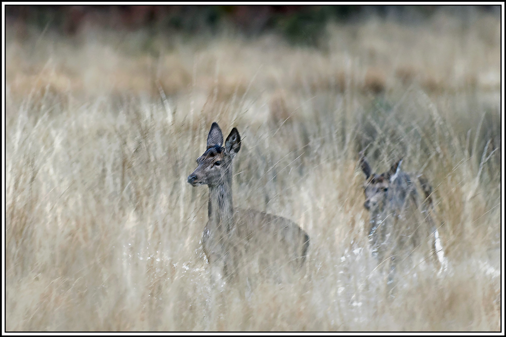 cerf(7341).jpg