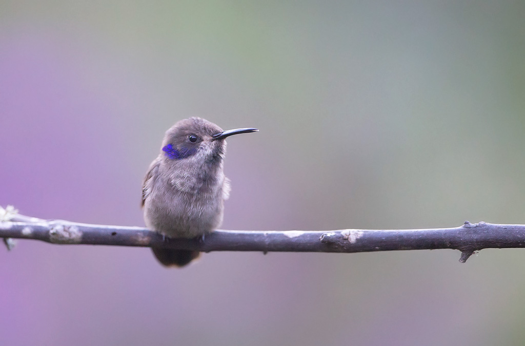 _MGL3354-Colibri de Delphine.jpg