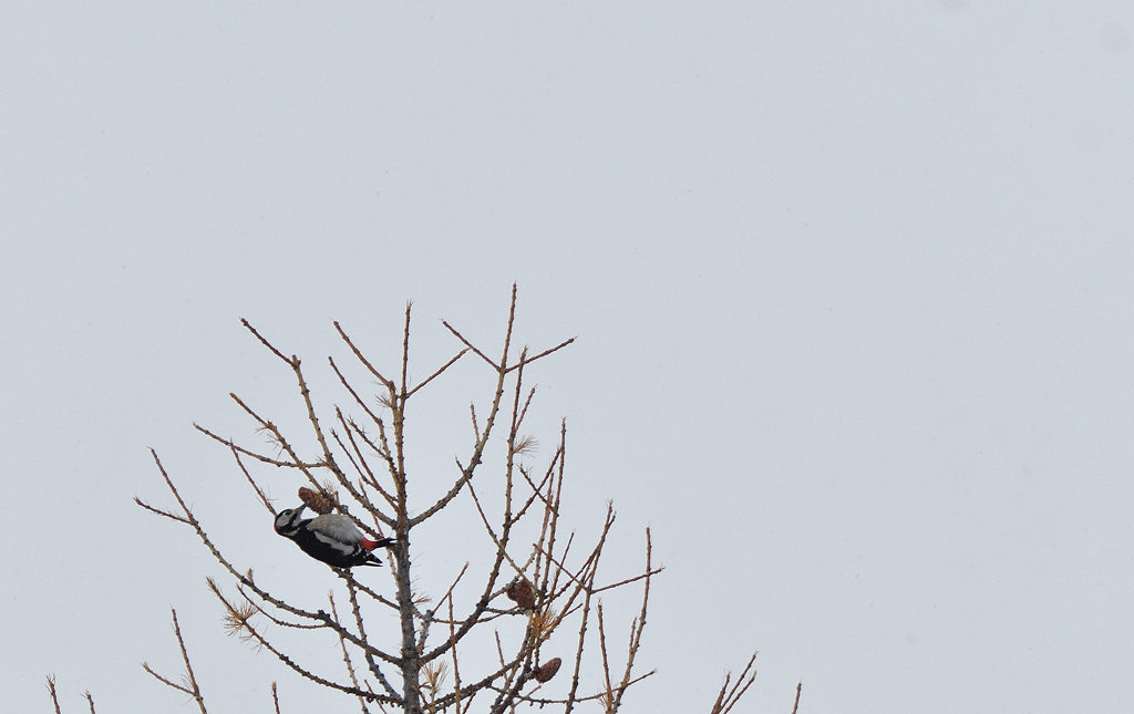 DSC_0593.jpg