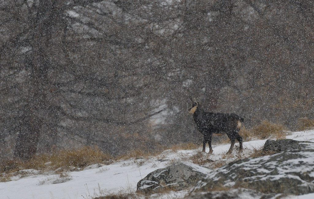 DSC_0603.jpg
