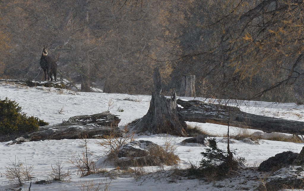 DSC_0621.jpg