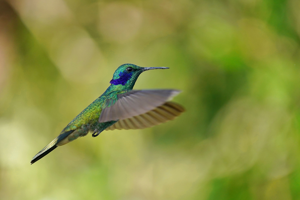 206-Colibri Cyanote- El Dorado.JPG