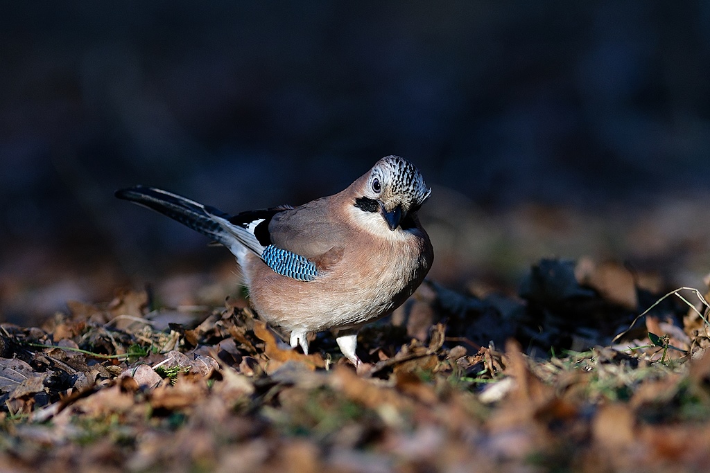 DSC_4092_DxO.jpg