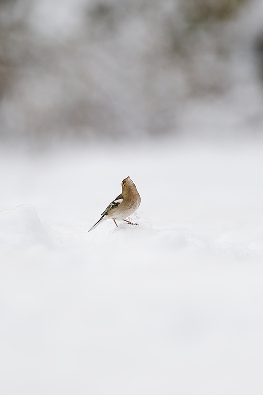 DSC_2752_DxO.jpg