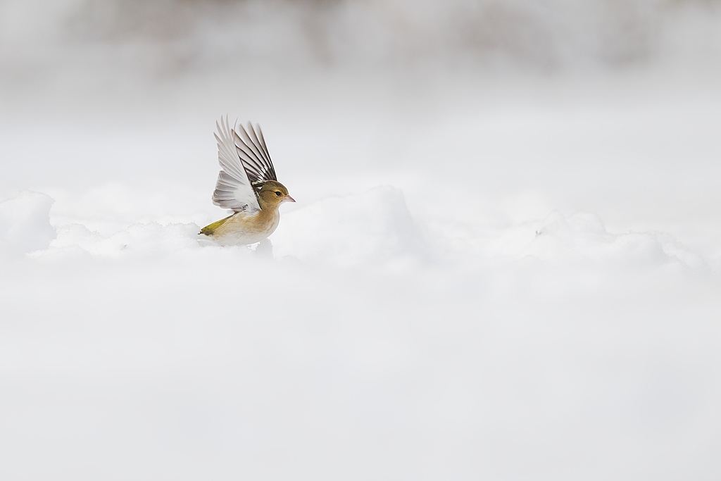 DSC_2954_DxO.jpg