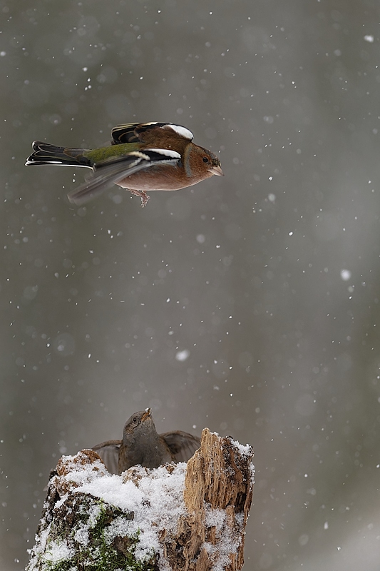 DSC_3458_DxO.jpg