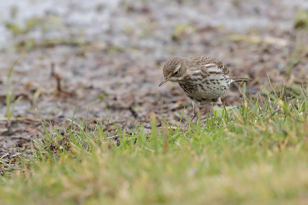 Pipit spioncelle internuptial 7.JPG