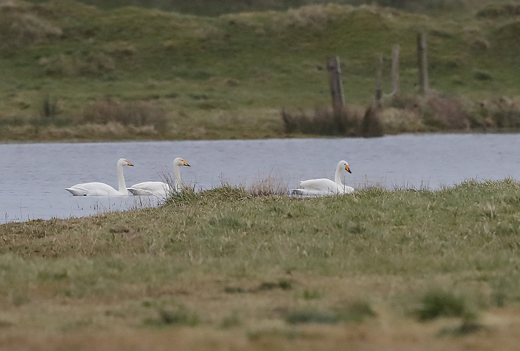 Cygne chanteur 8 Beauguillot.JPG