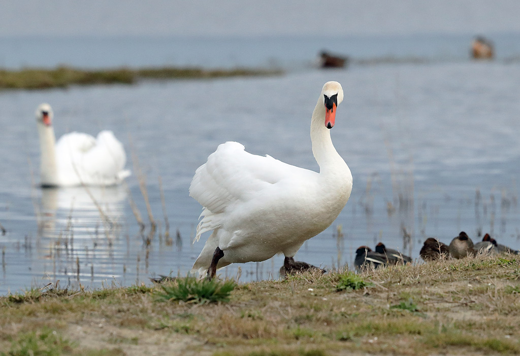 Cygne tuberculé  25.JPG