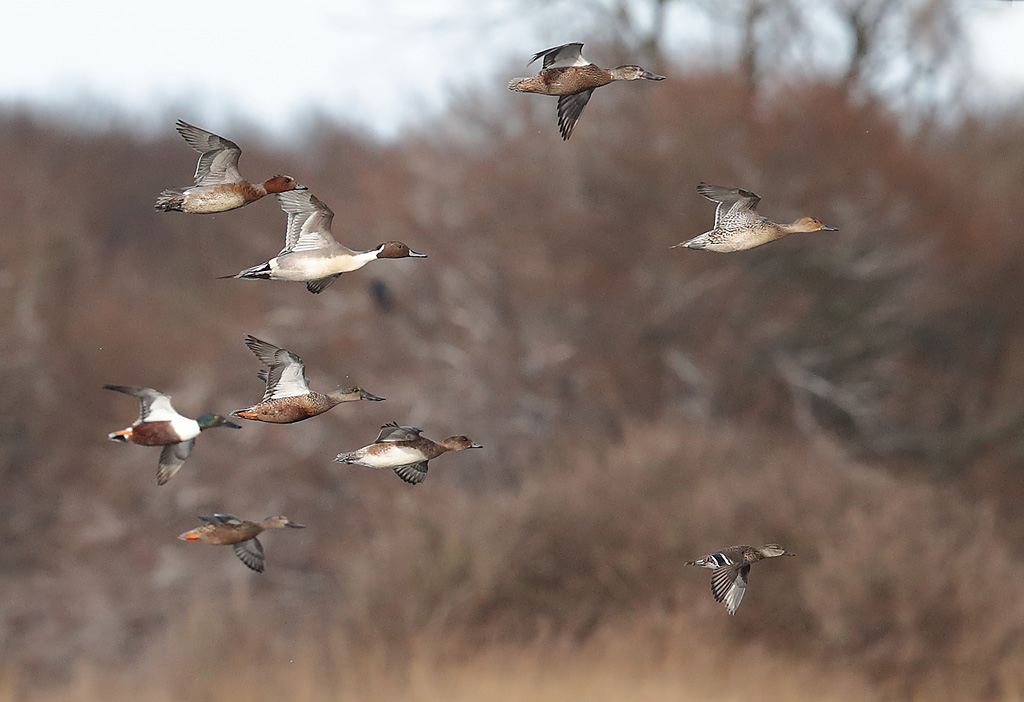 Canards -groupe Beauguillot 8.JPG