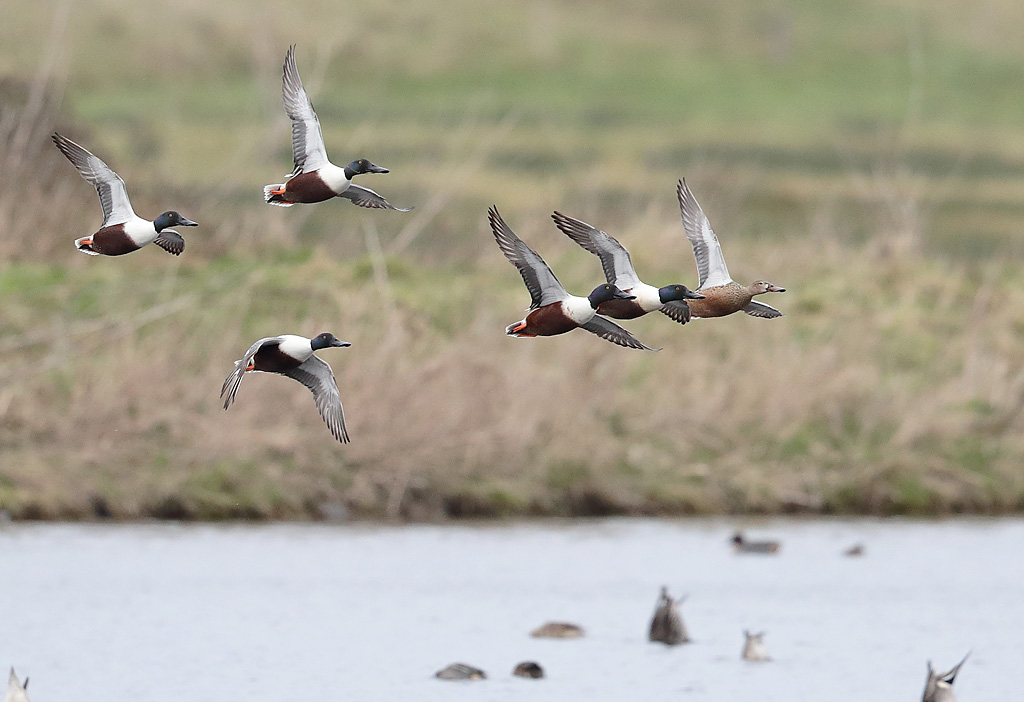 Canard souchet vol 9.JPG