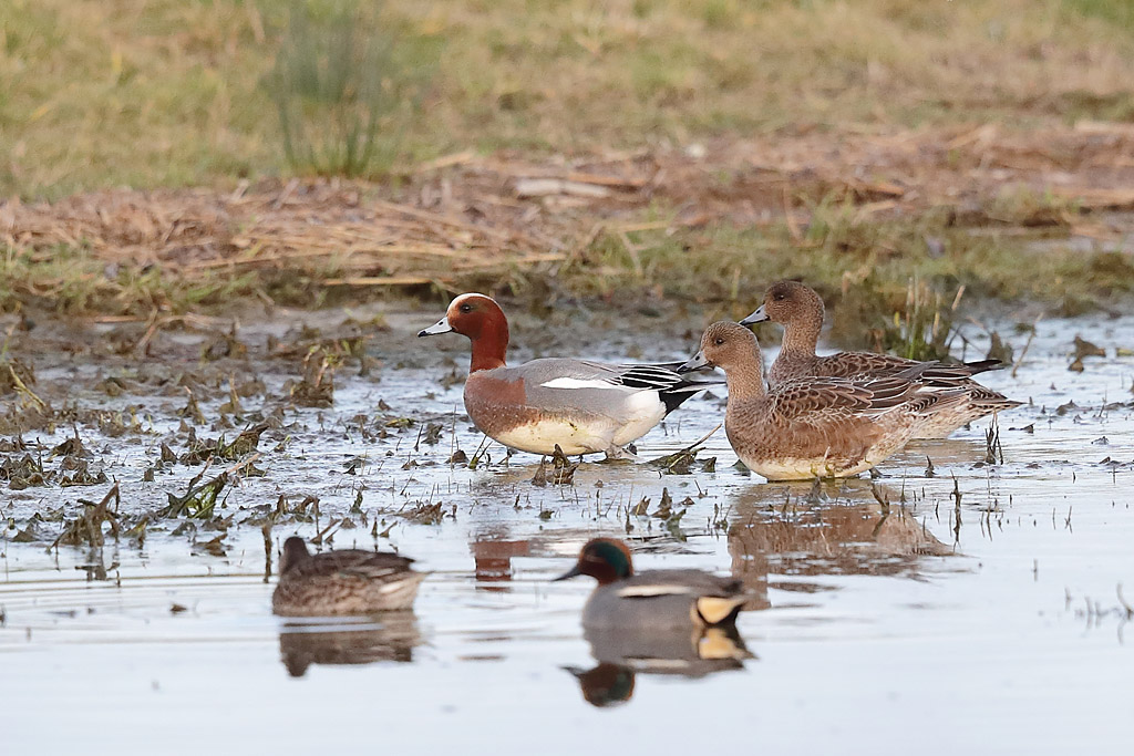 Canard siffleur couple 3.JPG