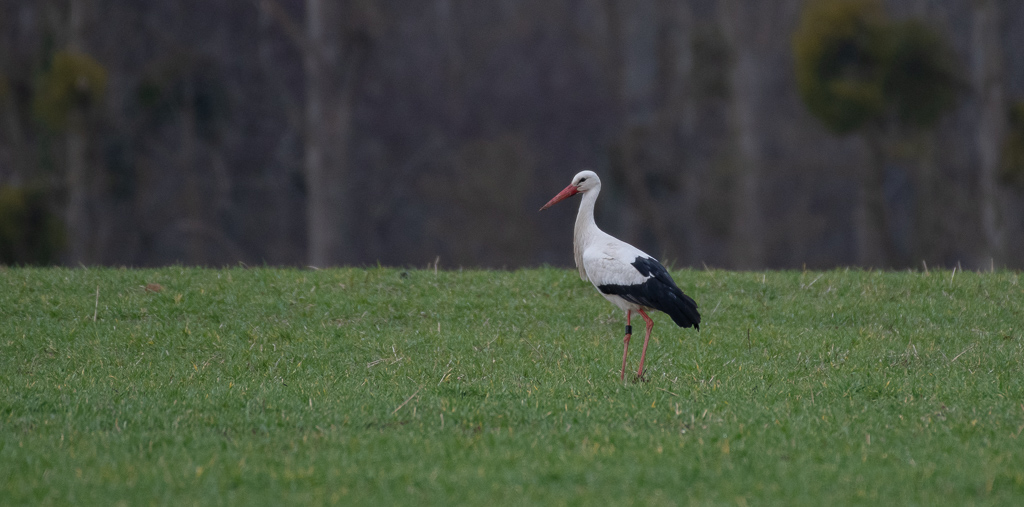 Cigogne -0-.jpg