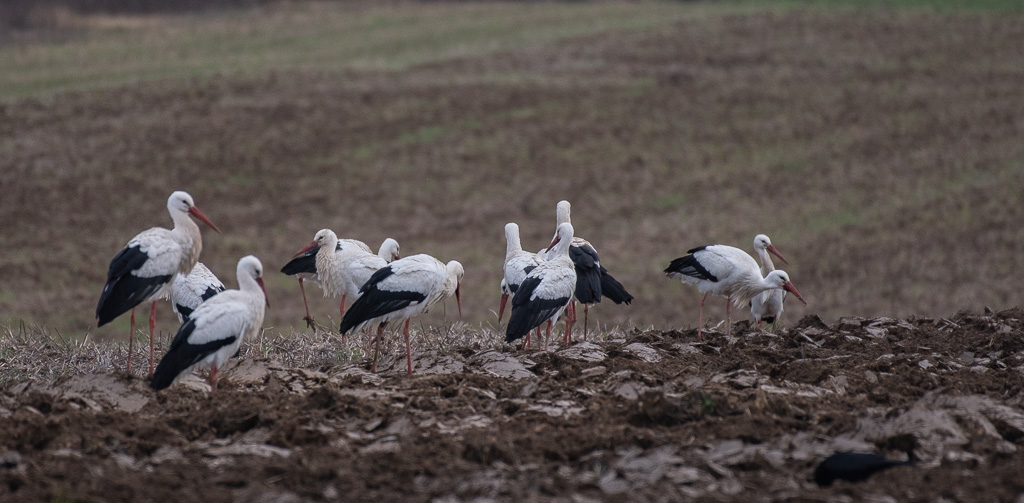 Cigogne -2-.jpg