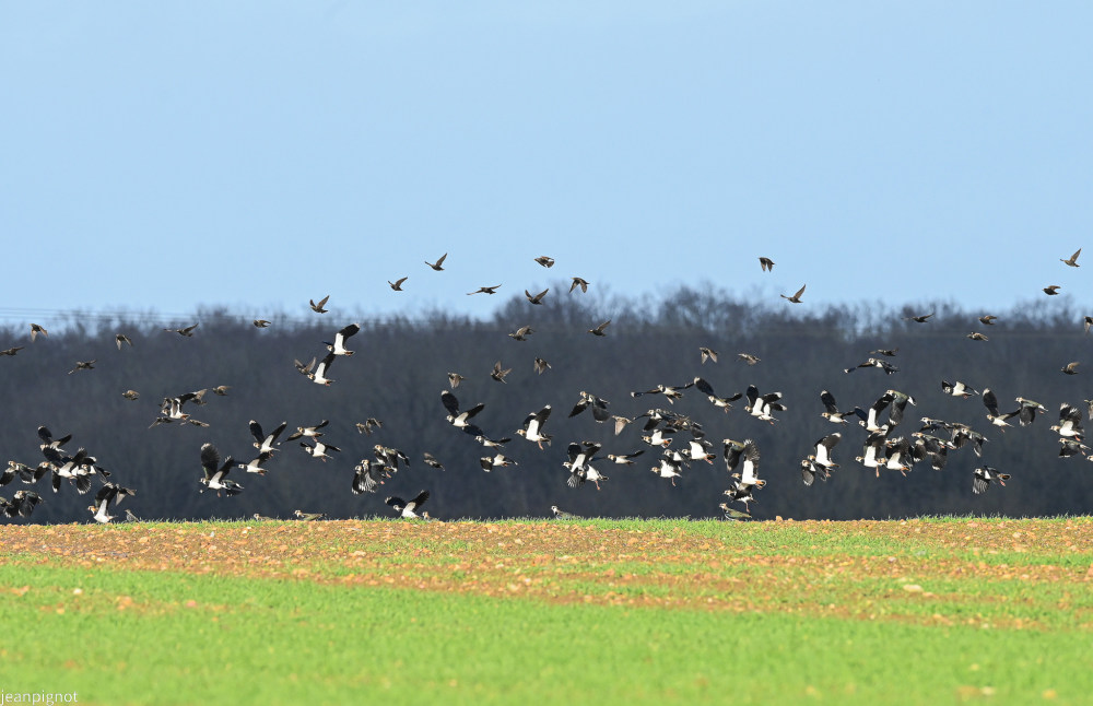 DSC_5972_2436.JPG