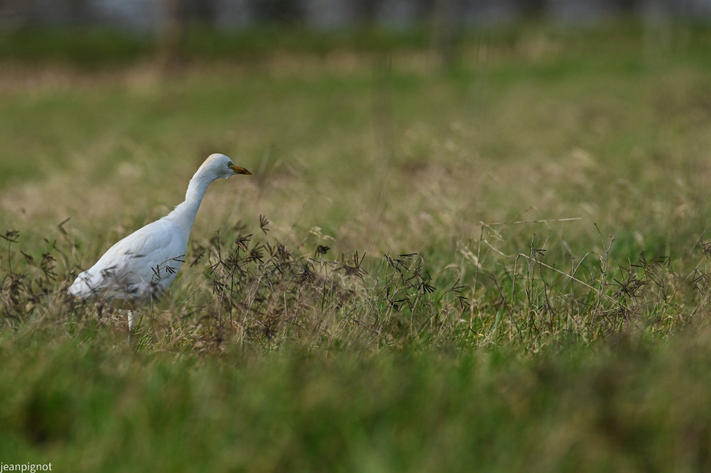 DSC_5881_2387.JPG