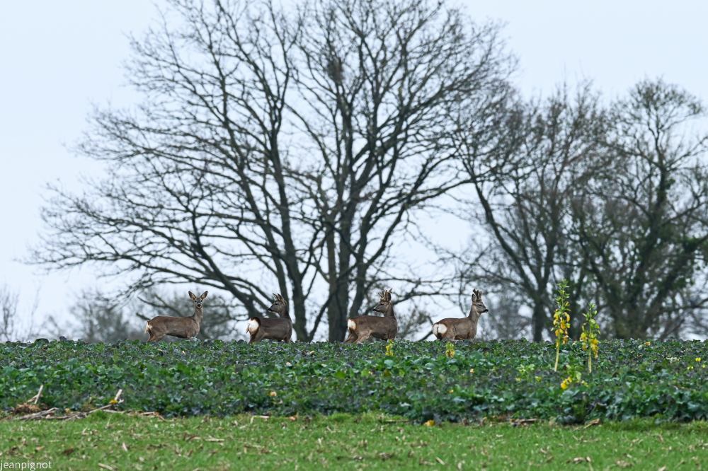 DSC_8511_2454.JPG