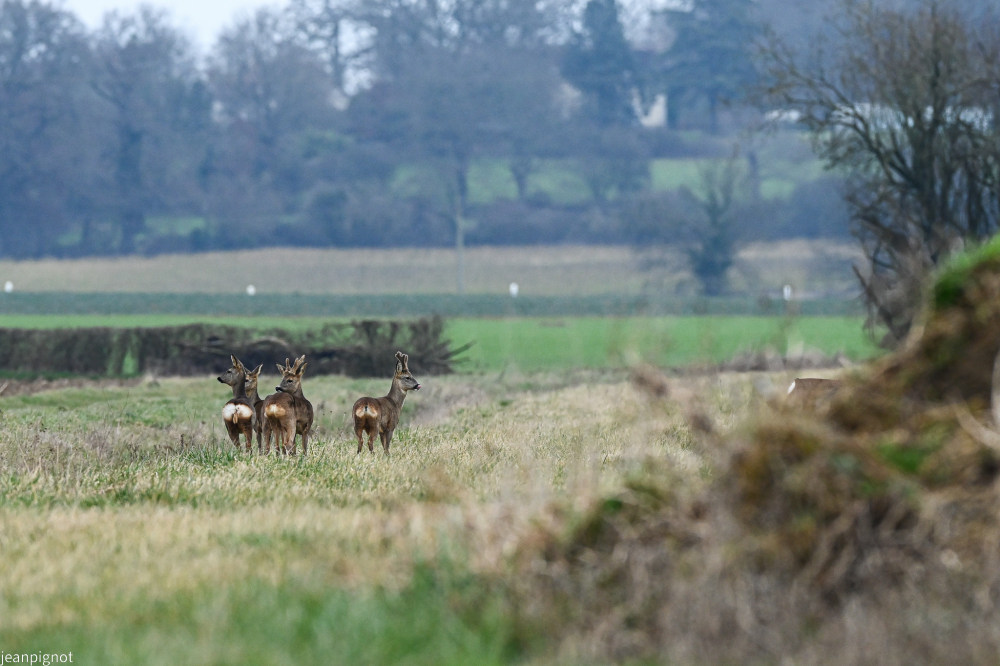 DSC_8453_2448.JPG