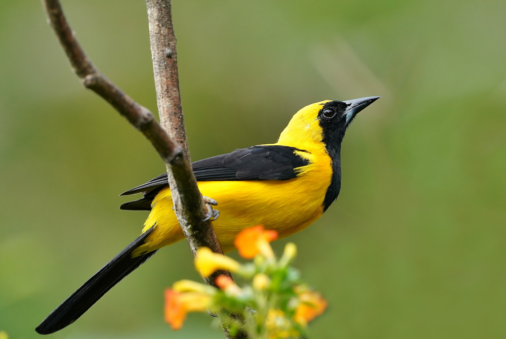 239-Oriole noir et or - Minca.JPG