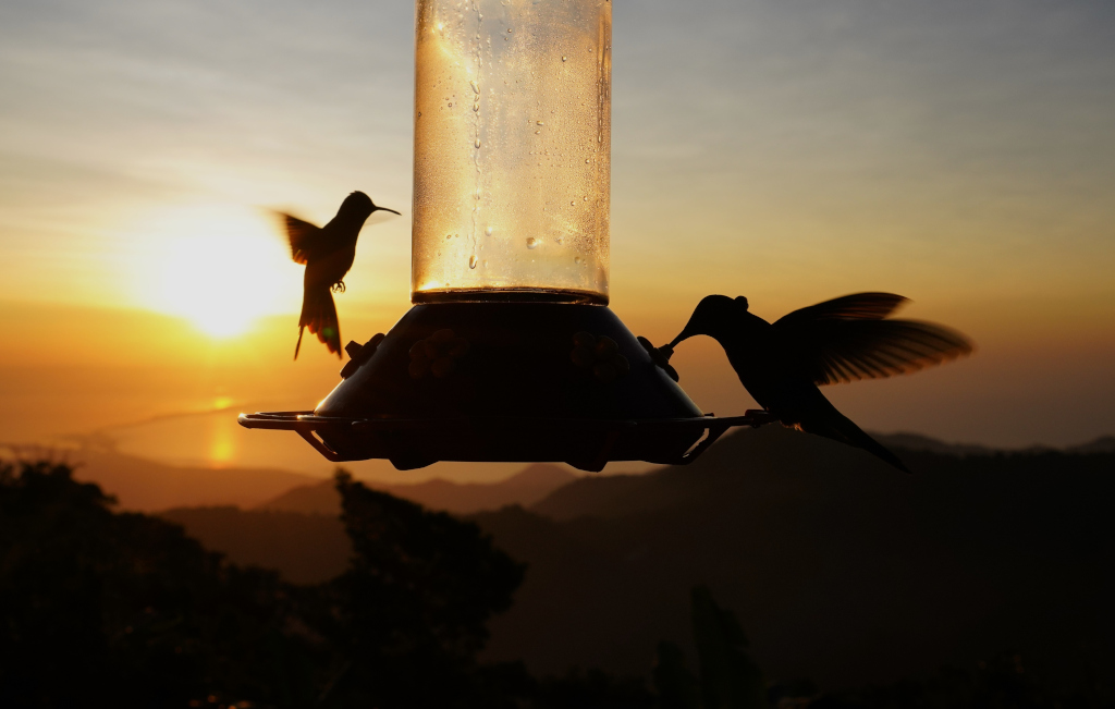 240-Colibris au coucher - Minca.JPG