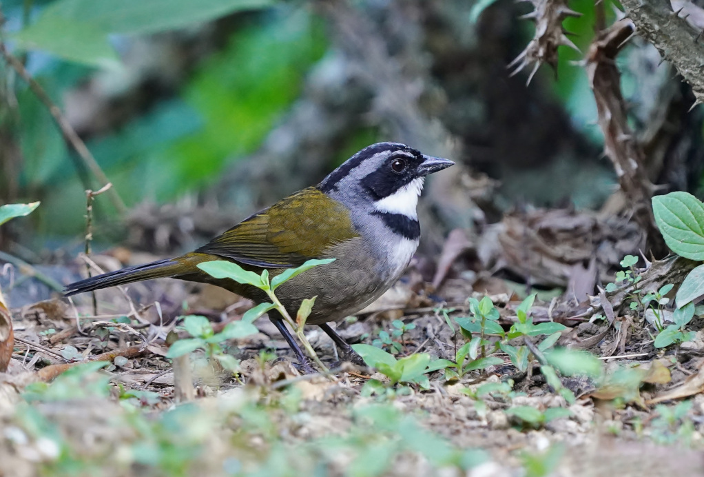 230-Tohi de Bangs - minca.JPG