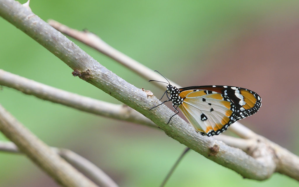 DS5_9432.jpg