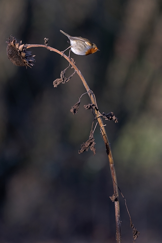 DSC_1752_DxO.jpg